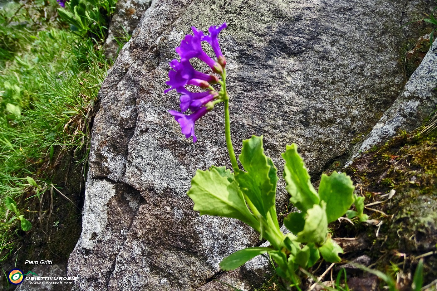 68 Primula latifolia ( a foglie allargate).JPG -                                